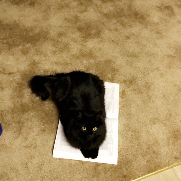 Cat - Picture 2 of 6